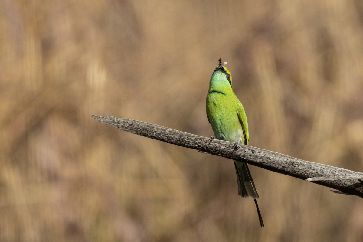 Asian Green Bee-eater - ML647466792