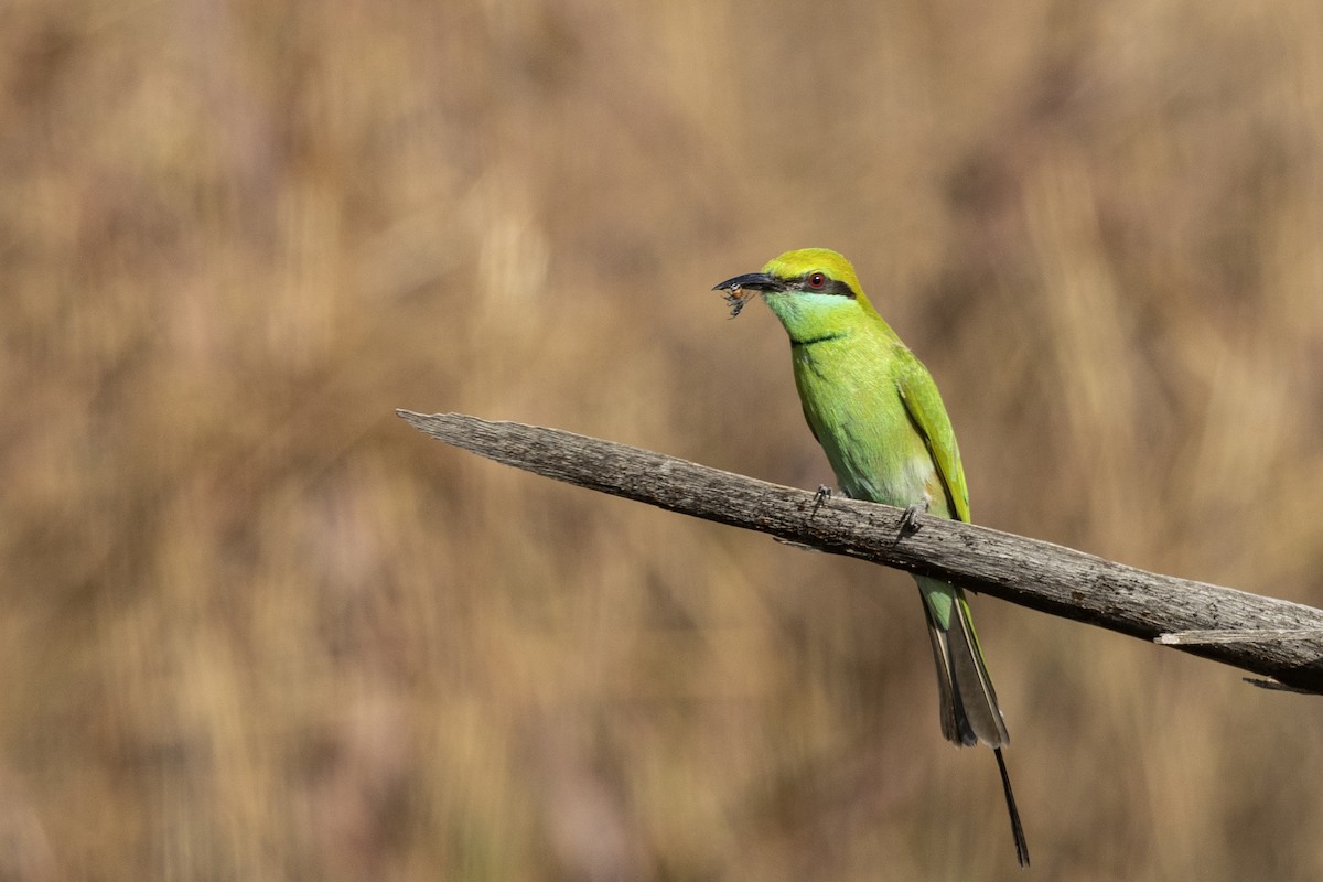 Asian Green Bee-eater - ML647466795