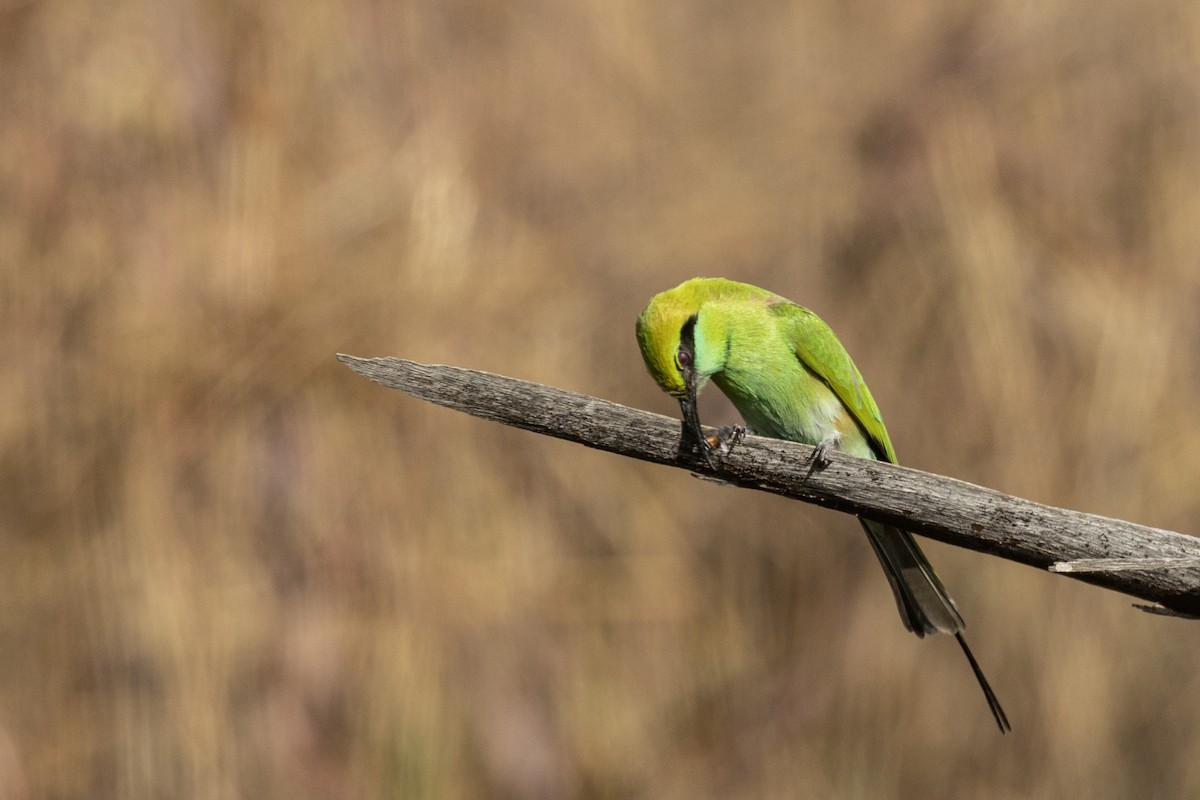 Asian Green Bee-eater - ML647466796