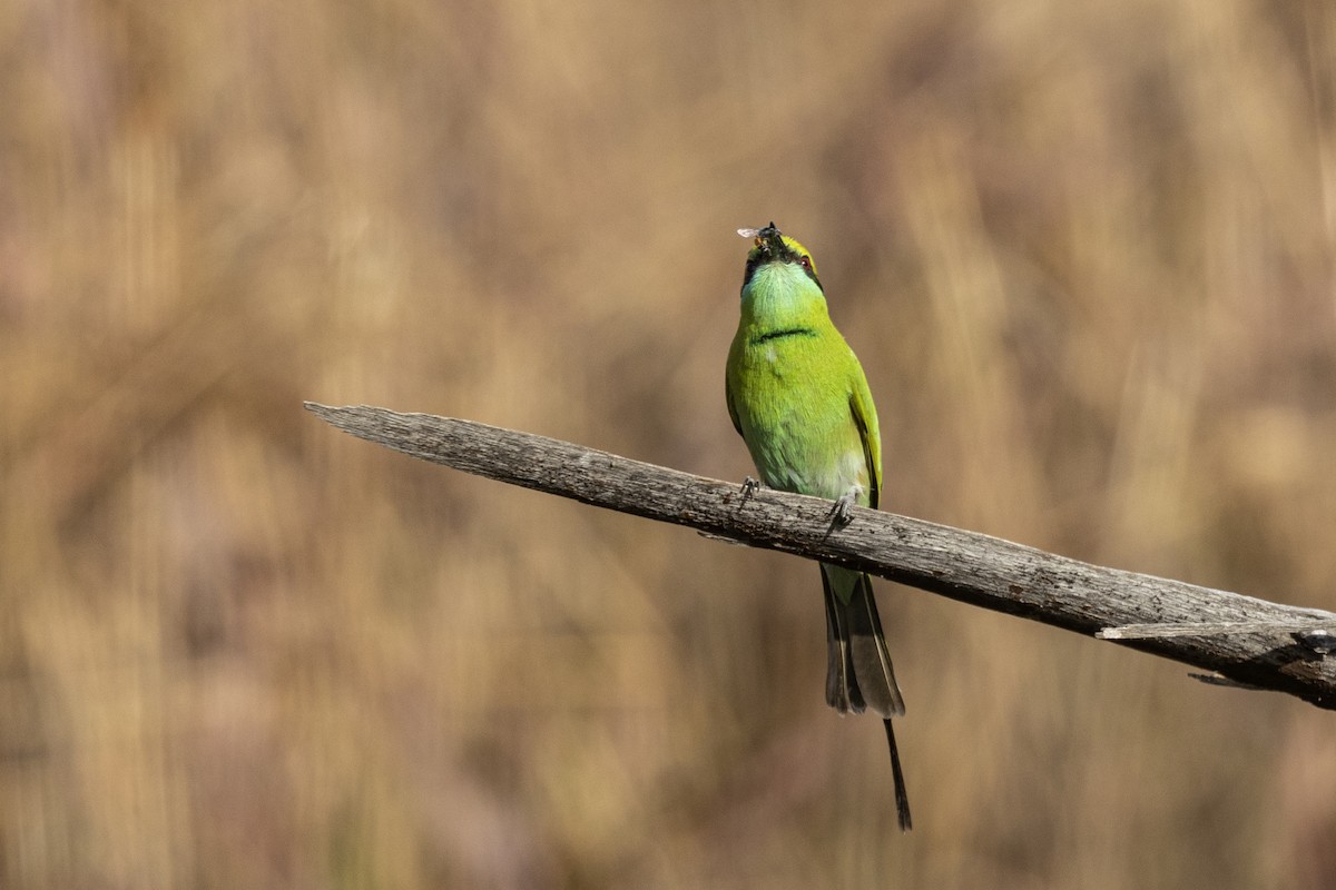 Asian Green Bee-eater - ML647466797
