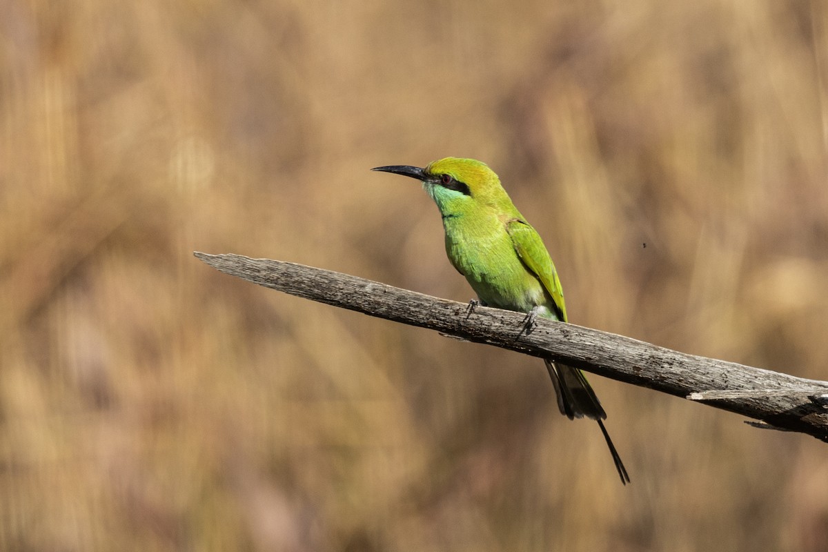 Asian Green Bee-eater - ML647466798
