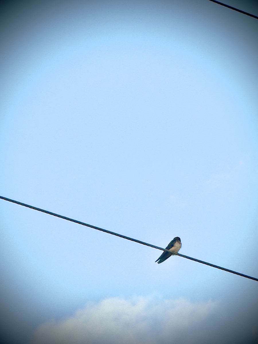 vlaštovka obecná - ML647466804