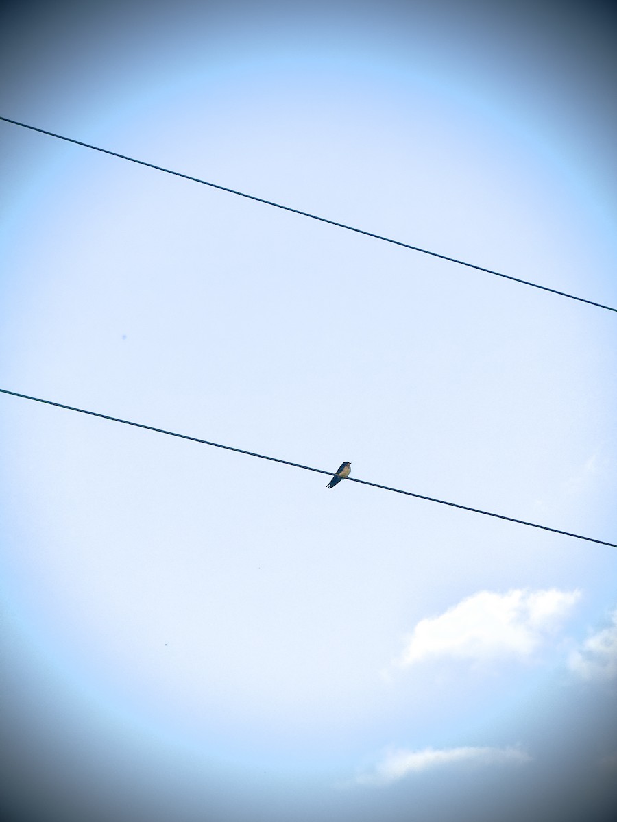 vlaštovka obecná - ML647466805