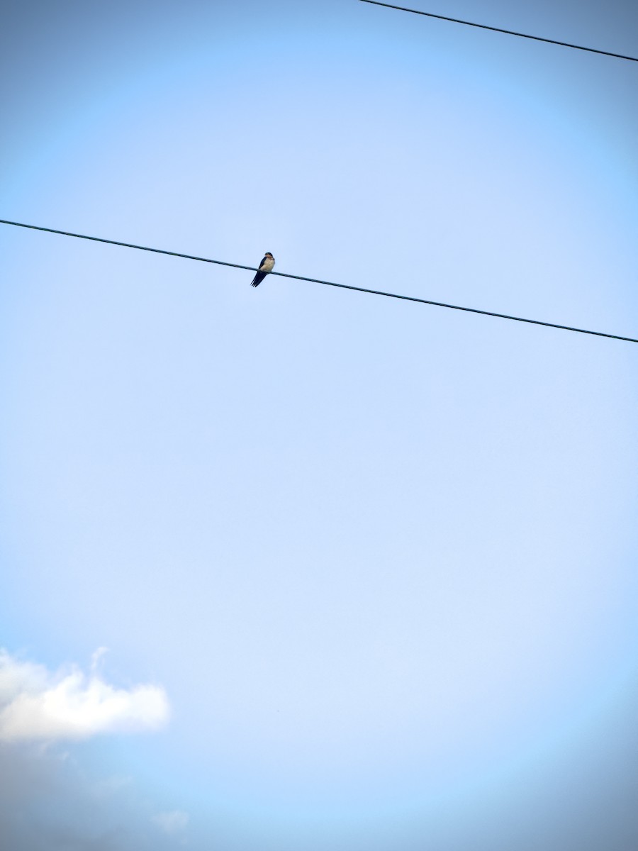 vlaštovka obecná - ML647466806