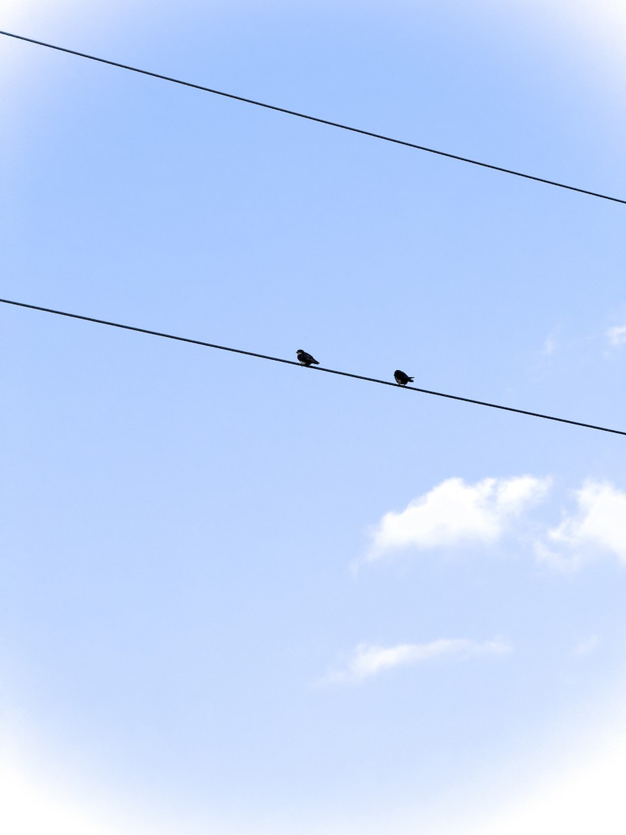 vlaštovka obecná - ML647466807