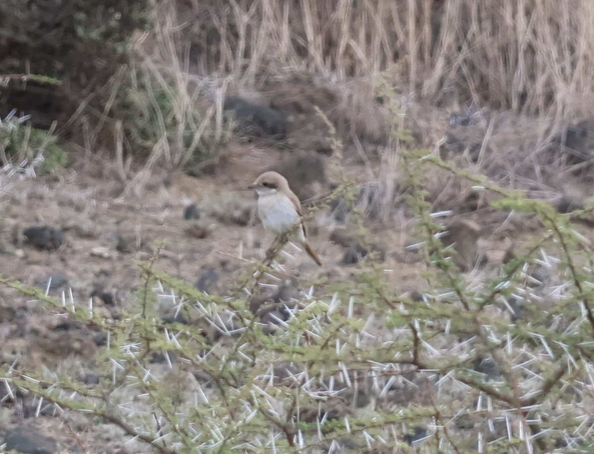 Isabellwürger - ML647466808