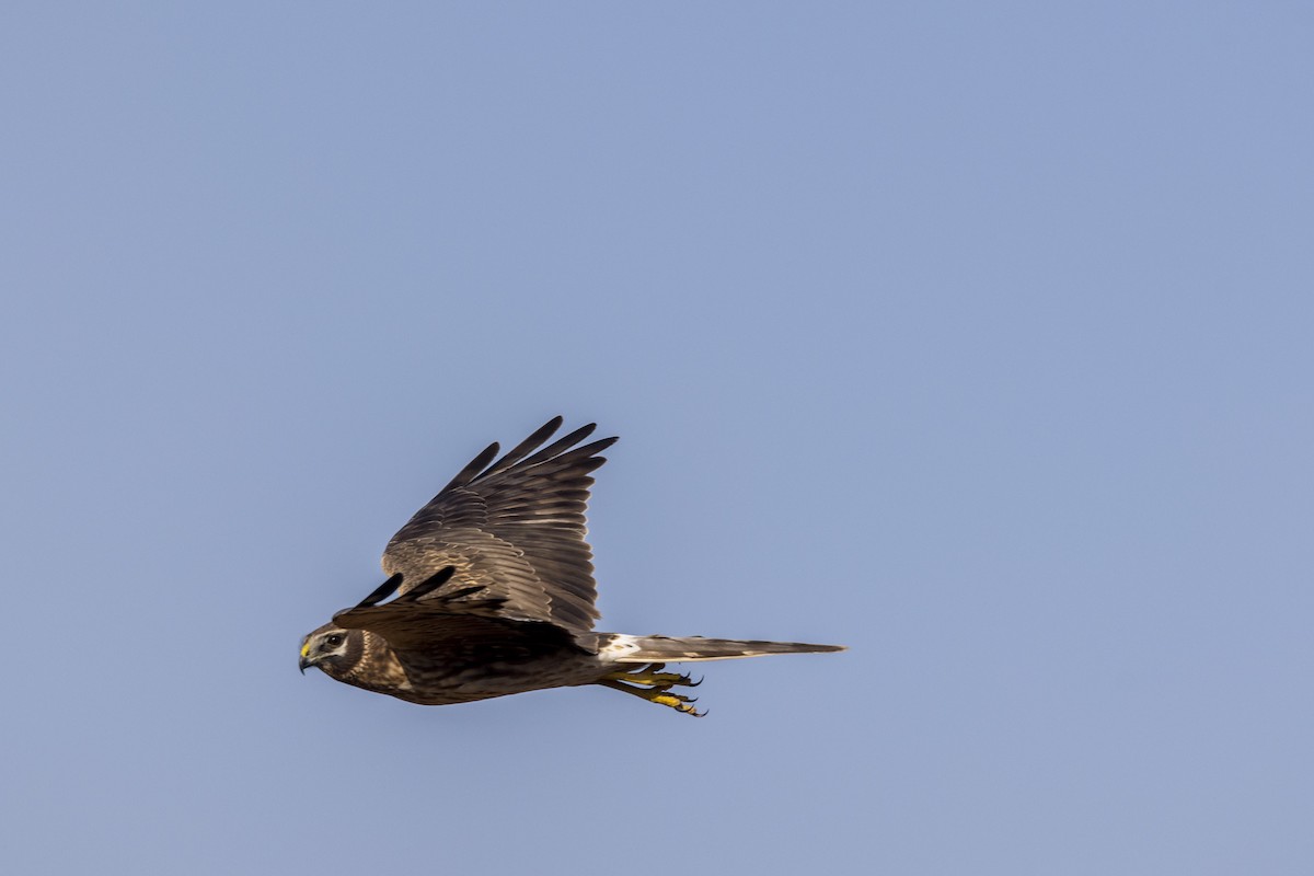 Pallid Harrier - ML647466838