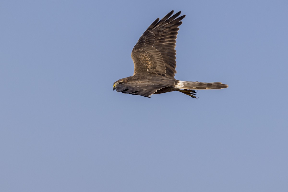 Pallid Harrier - ML647466839