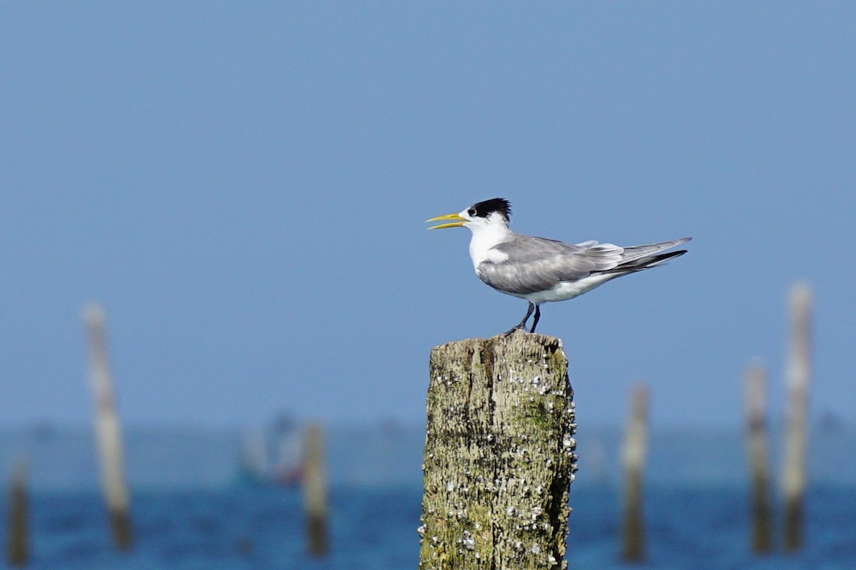 Great Crested Tern - ML647466843