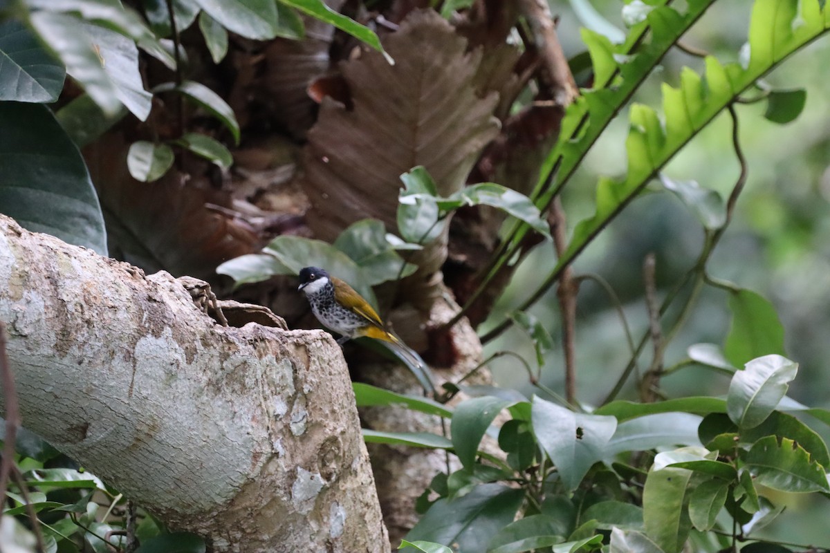 ウロコヒヨドリ - ML647466848