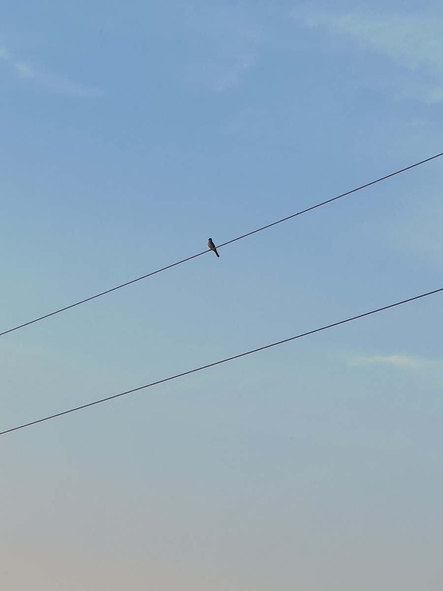 vlaštovka obecná - ML647466849