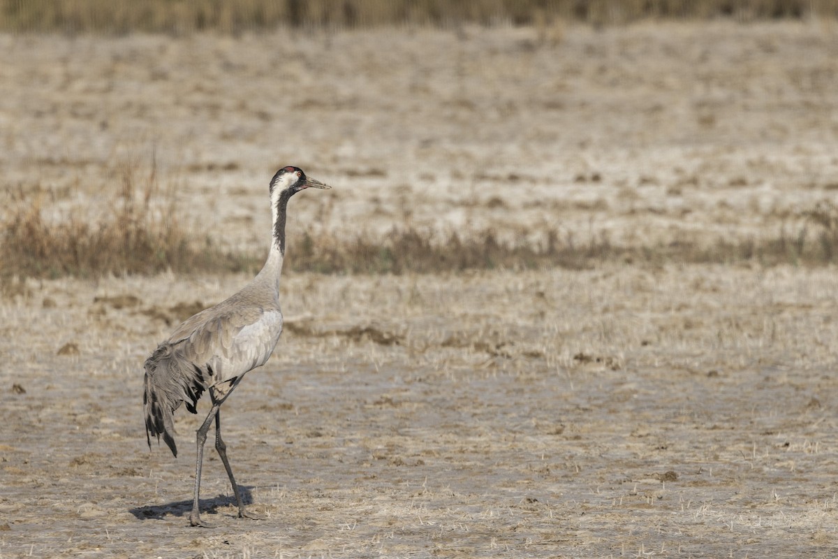 Common Crane - ML647466853