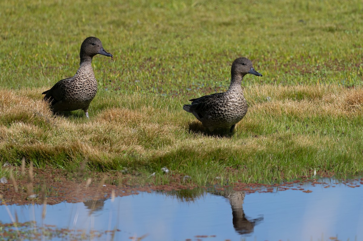 Andean Teal - ML647466862