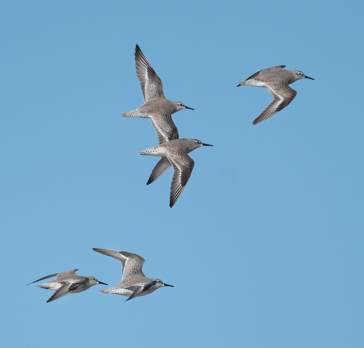 Red Knot - ML647466866
