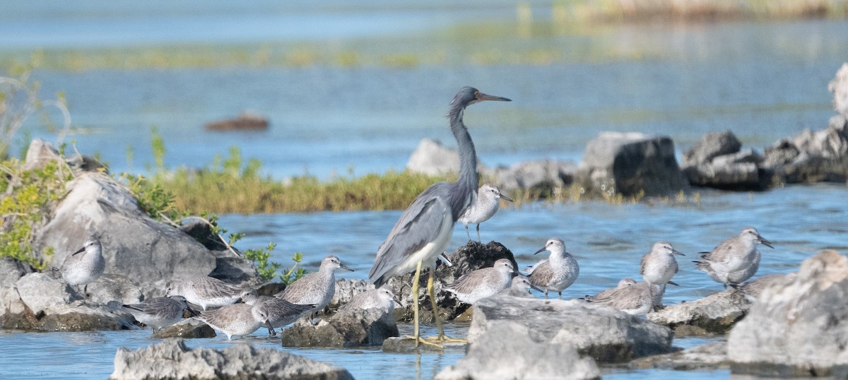 Red Knot - ML647466867