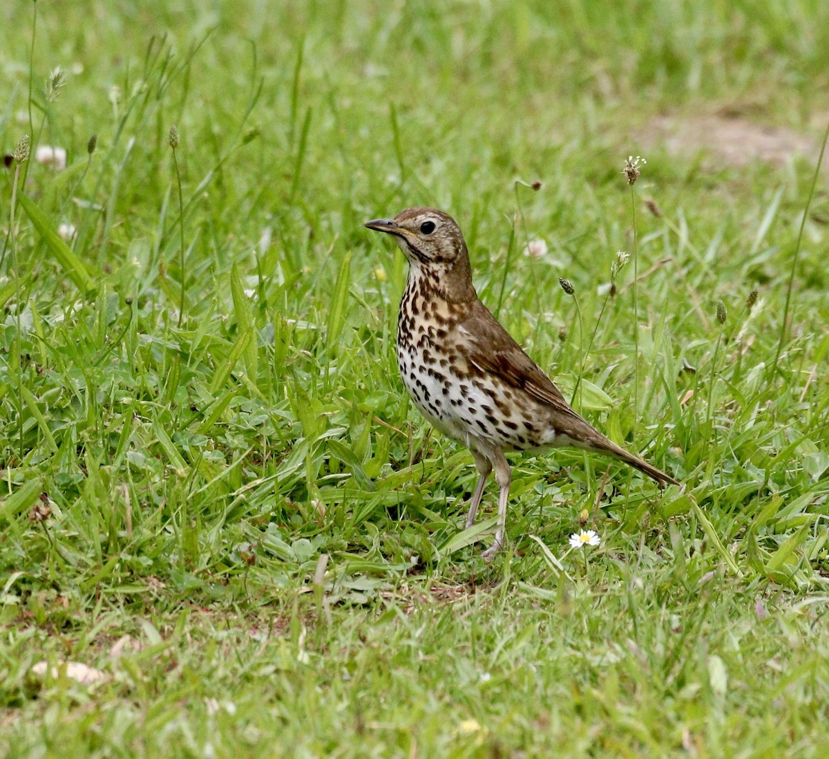 Song Thrush - ML647466868