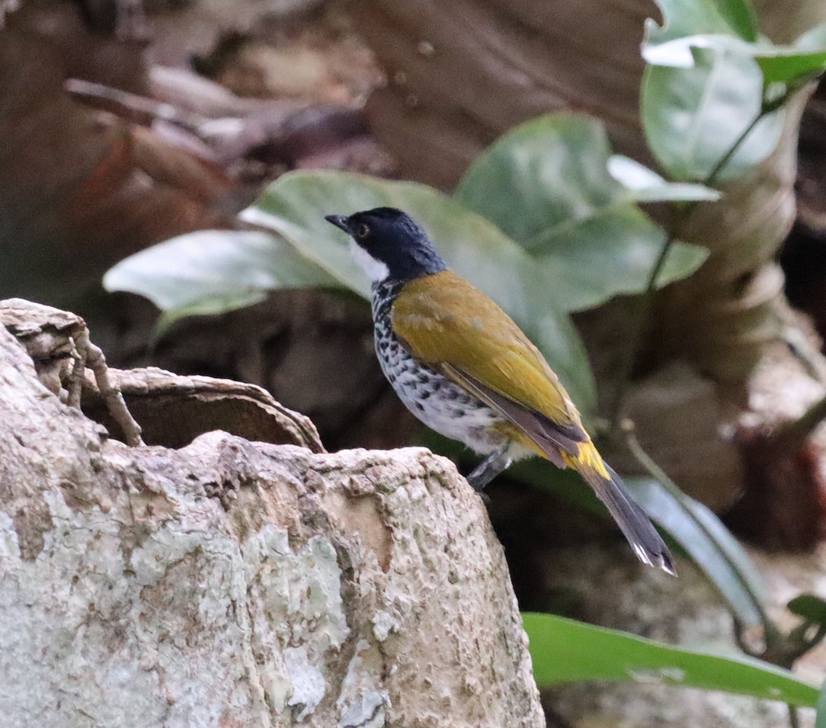 Scaly-breasted Bulbul - ML647466869