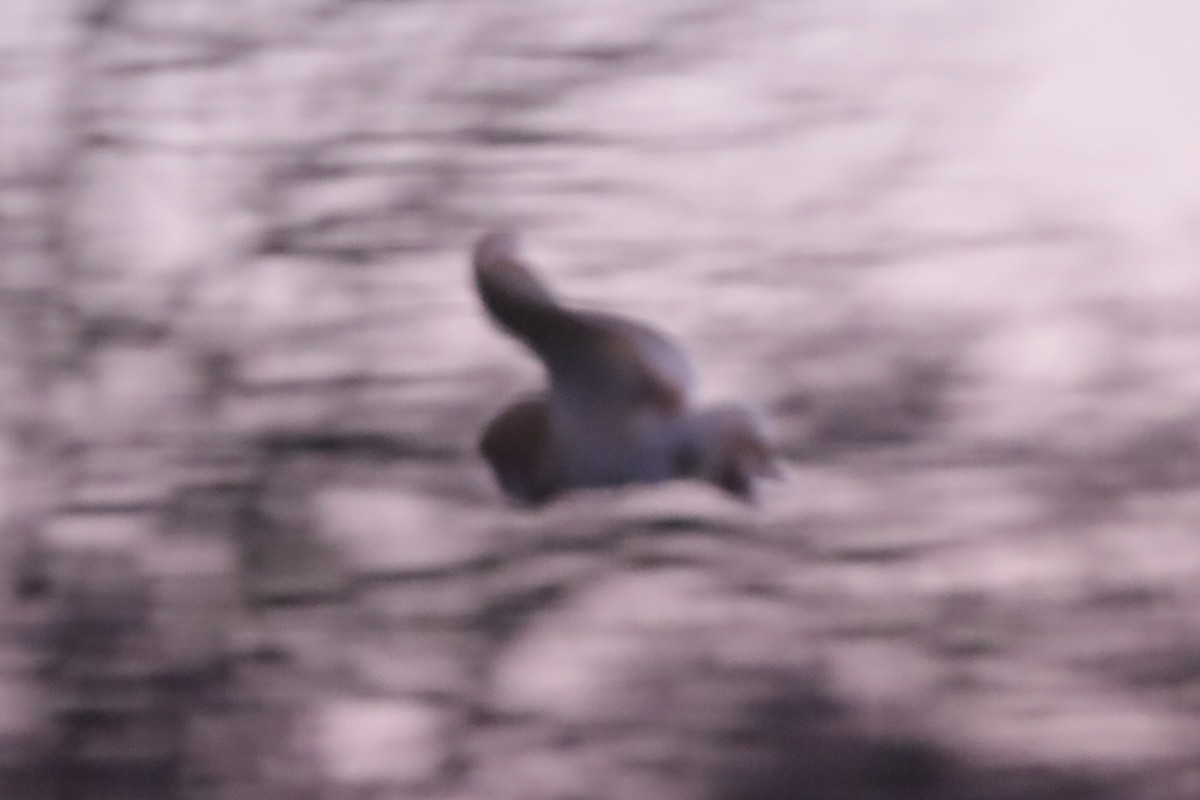 Western Barn Owl - ML647466871