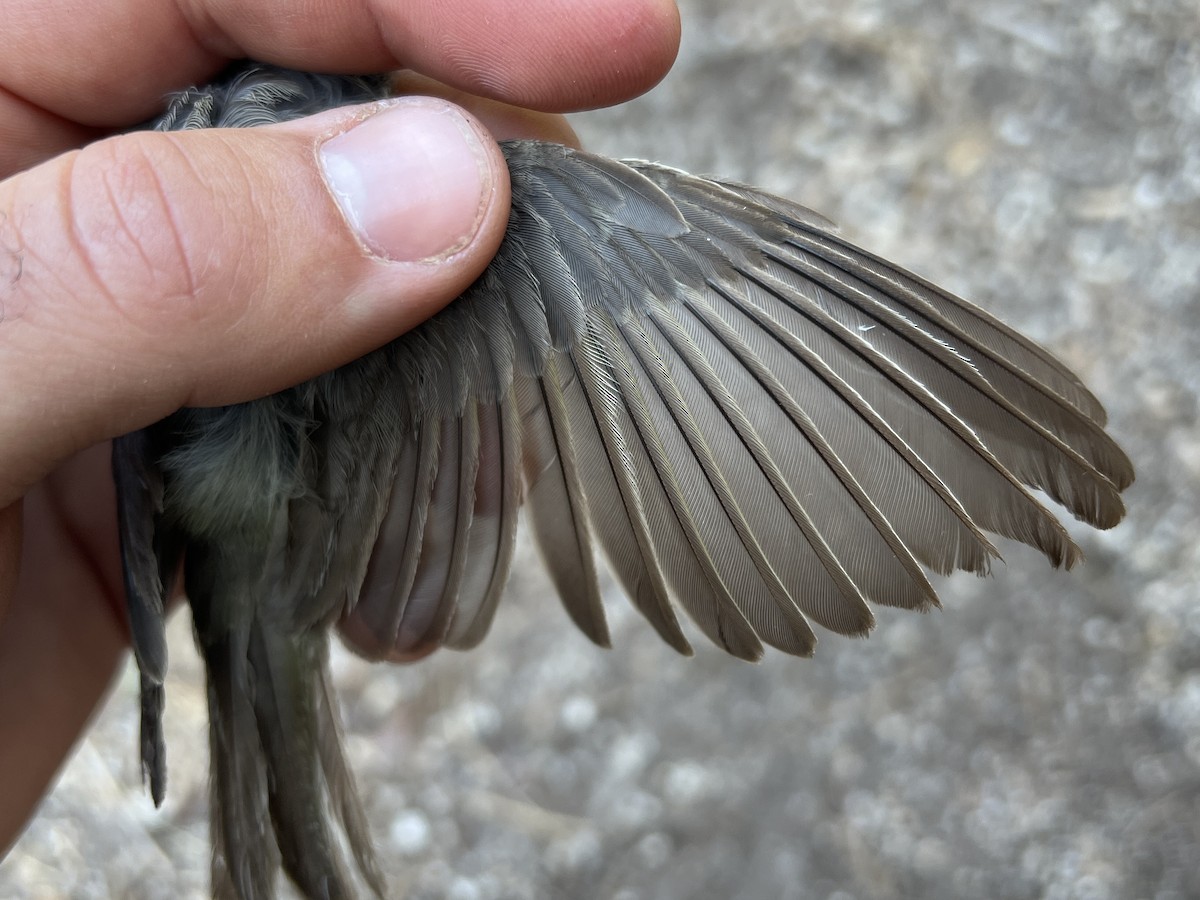 Western Warbling Vireo - ML647466873