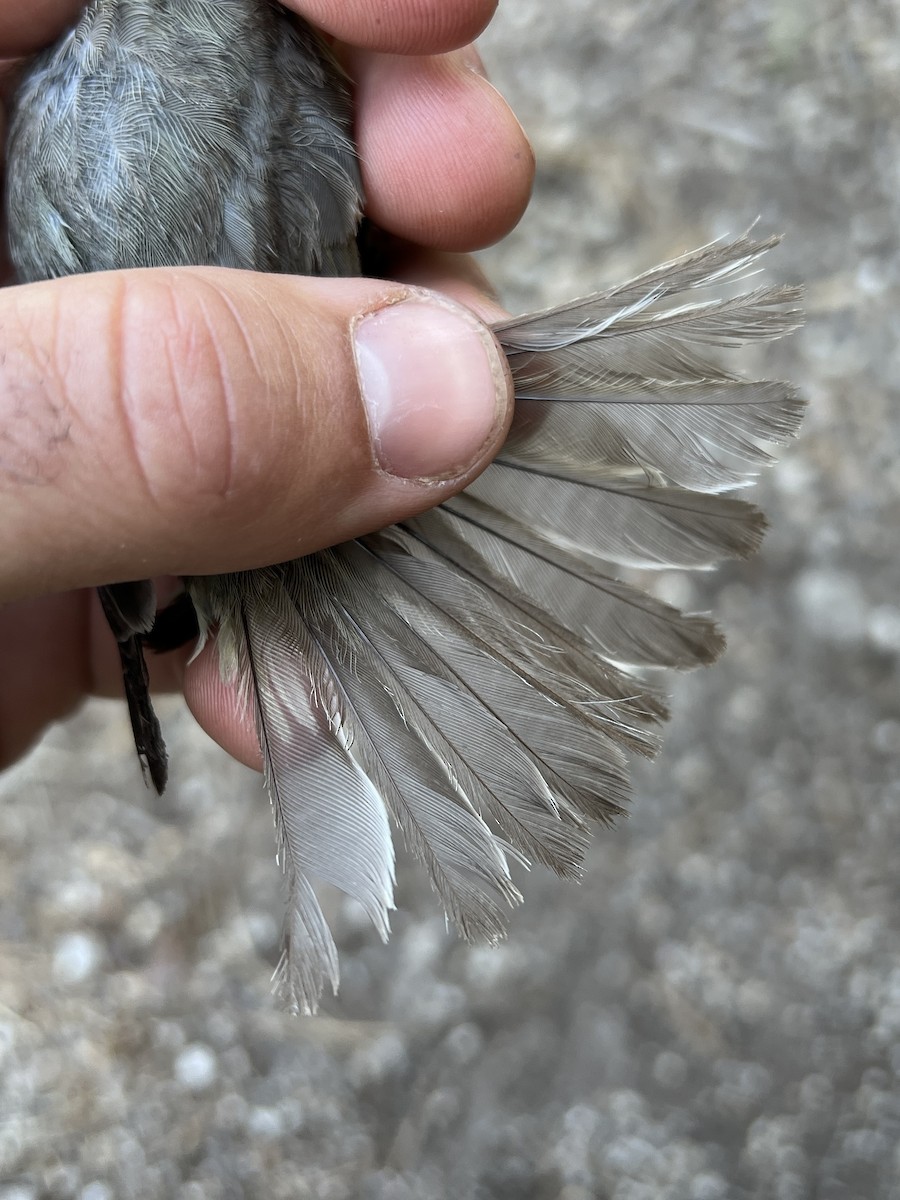 Western Warbling Vireo - ML647466874
