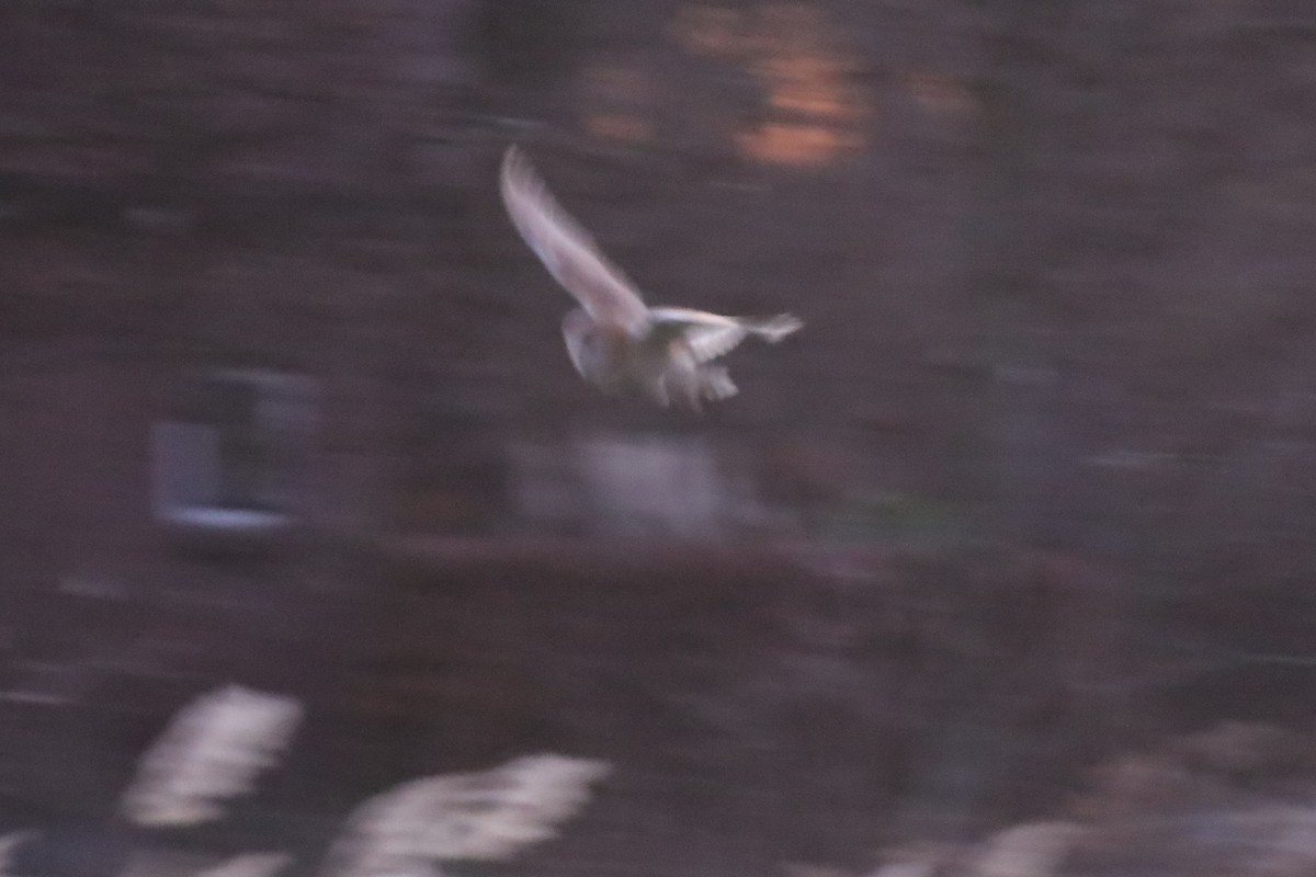 Western Barn Owl - ML647466876