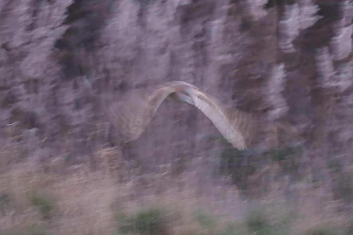 Western Barn Owl - ML647466877