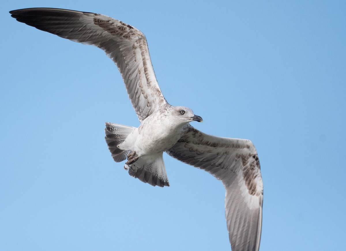 Kaio iluna - ML647466878