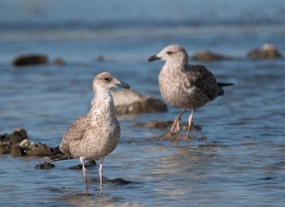 Kaio iluna - ML647466879