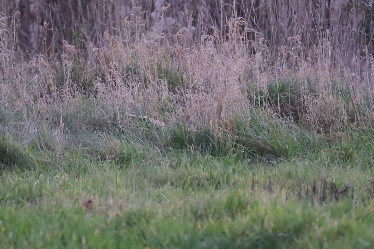 Western Barn Owl - ML647466880