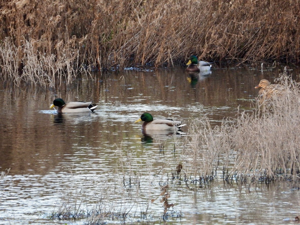 Mallard - ML647466881