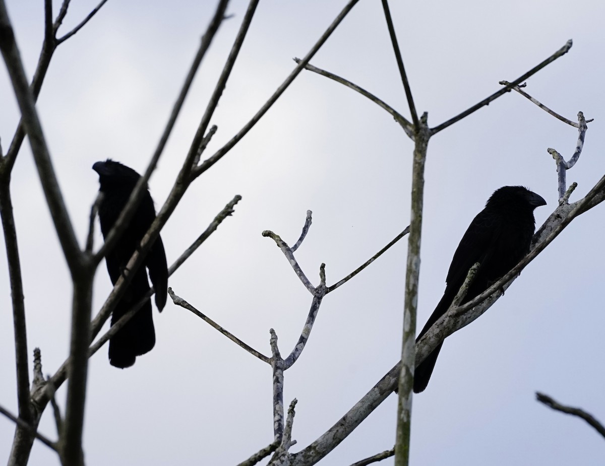 Groove-billed Ani - ML647466882