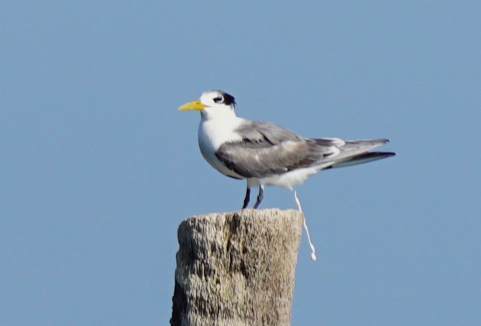 Great Crested Tern - ML647466883