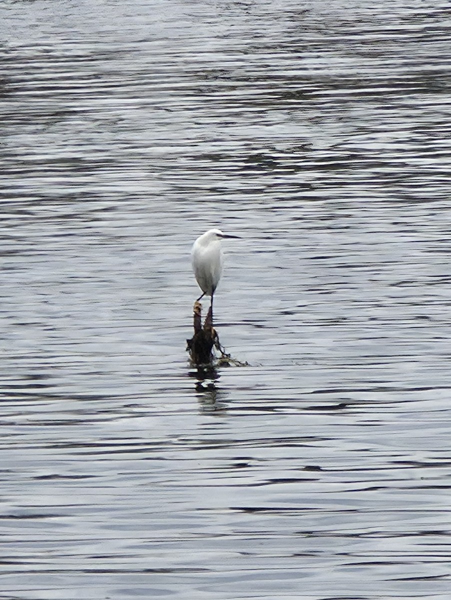 Snowy Egret - ML647466884