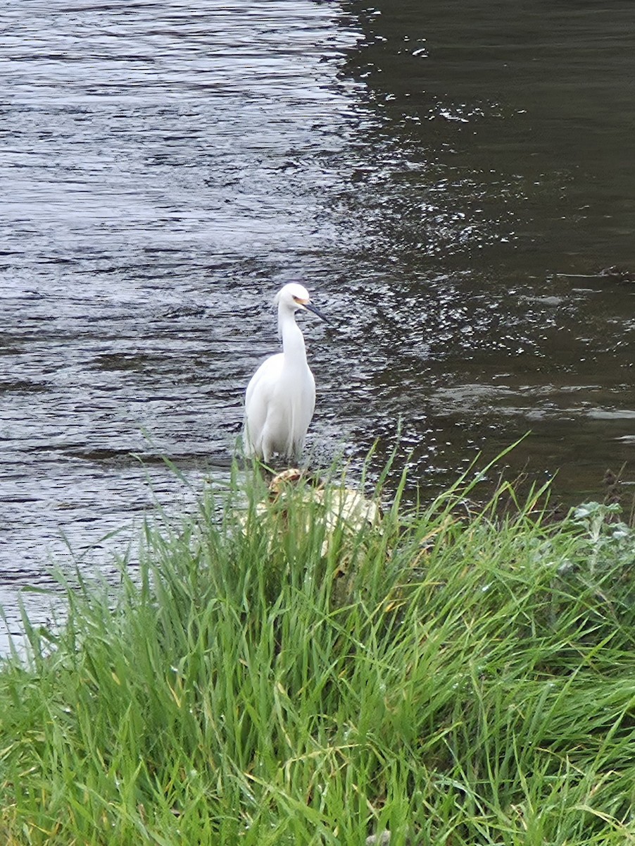 Snowy Egret - ML647466885