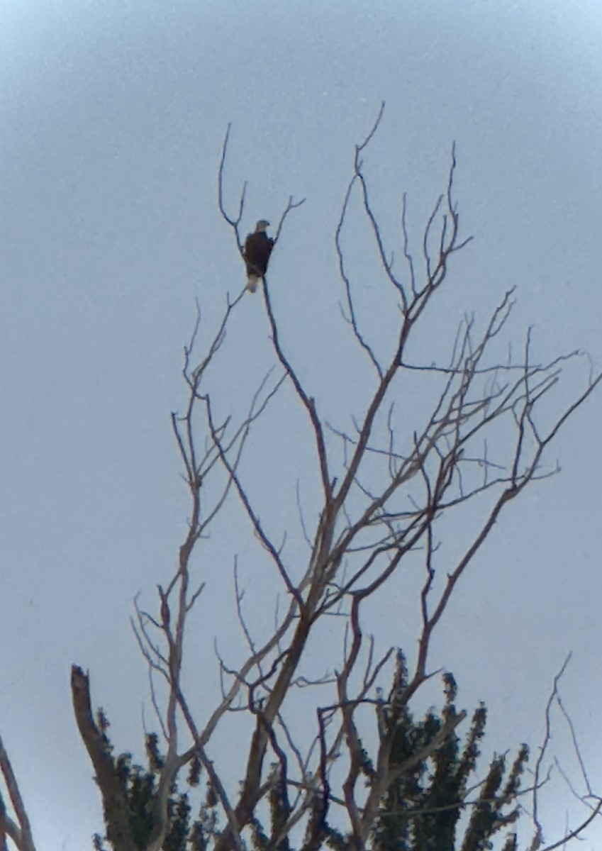 Bald Eagle - ML647466886