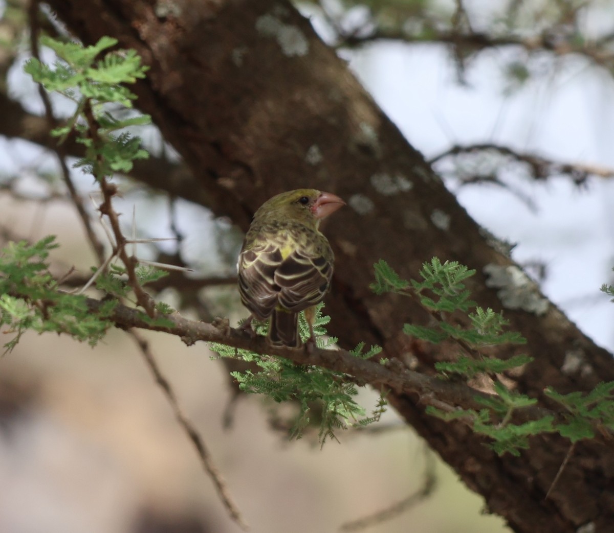 Southern Grosbeak-Canary - ML647466890