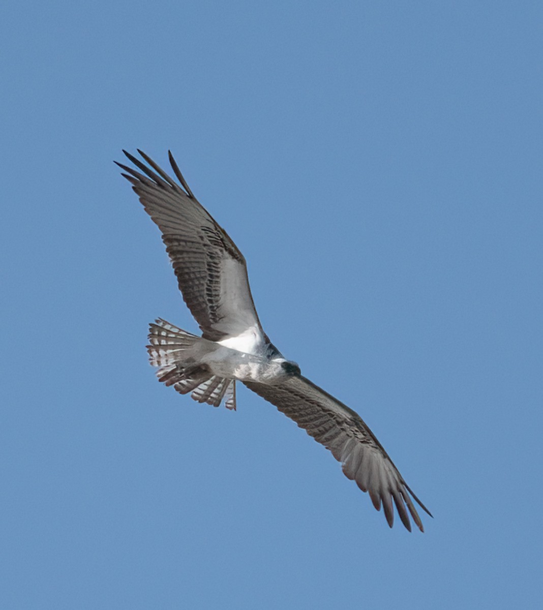 Osprey - ML647466896
