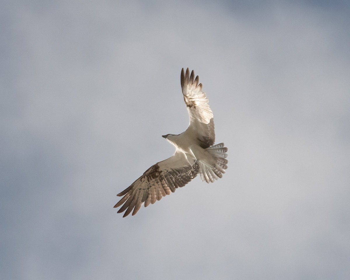 Osprey - ML647466898