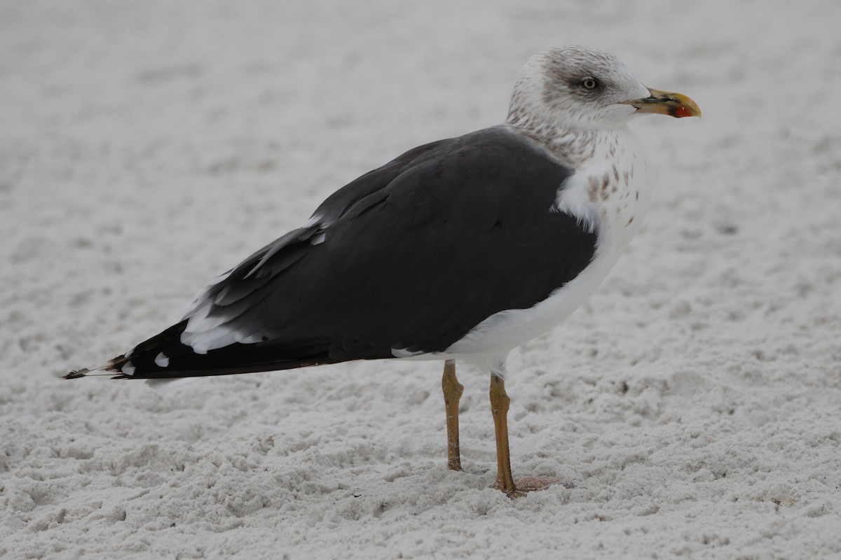 Kaio iluna - ML647466905