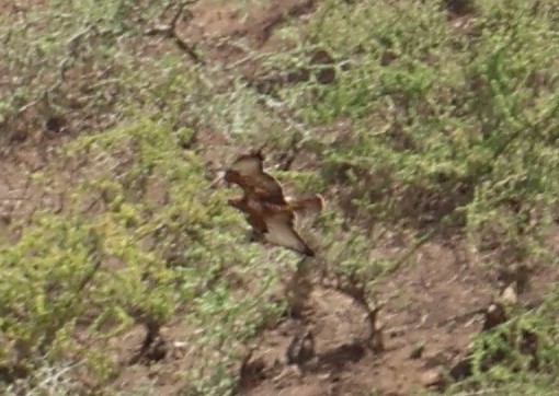 Busardo Moro - ML647466913