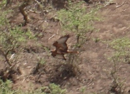 Busardo Moro - ML647466914