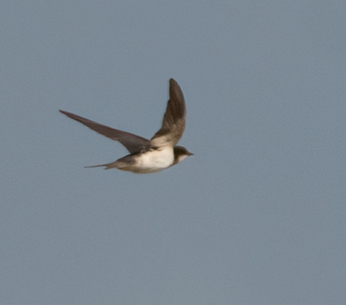 vlaštovka obecná - ML647466916