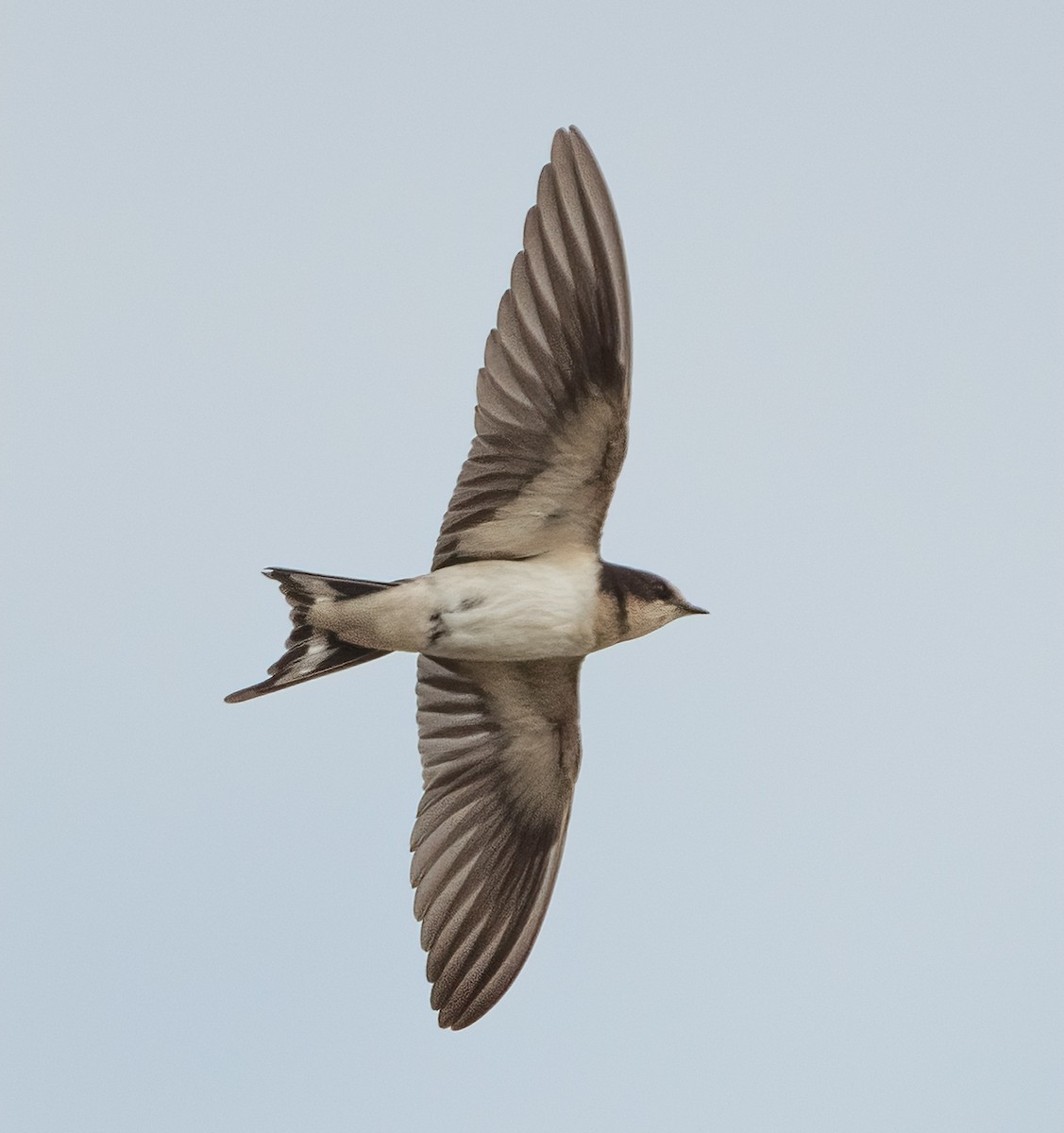 vlaštovka obecná - ML647466917