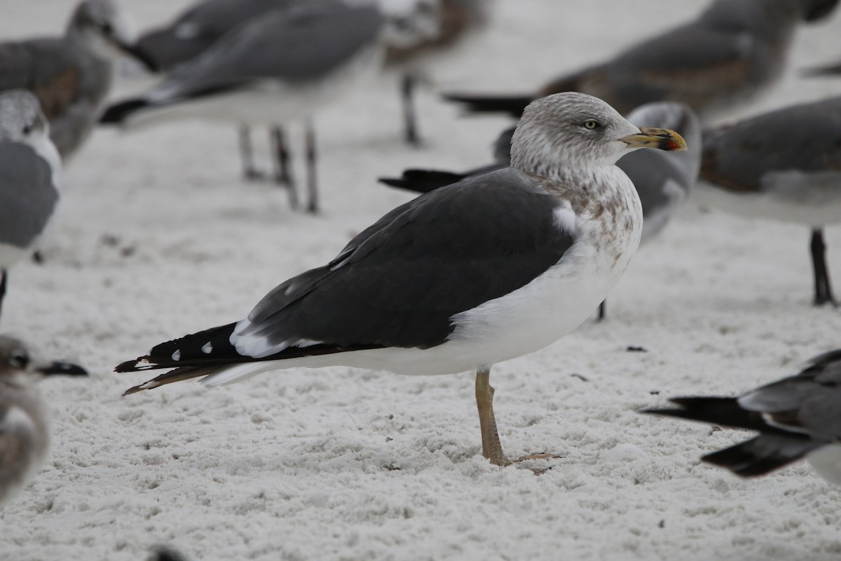 Kaio iluna - ML647466935