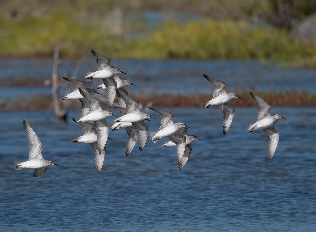 Red Knot - ML647466964