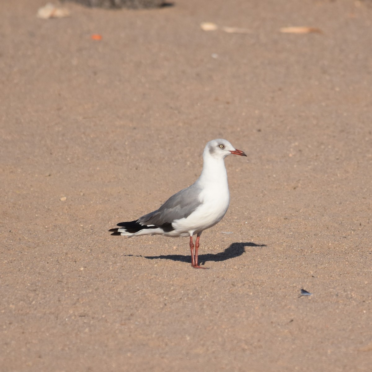 racek šedohlavý - ML647466996