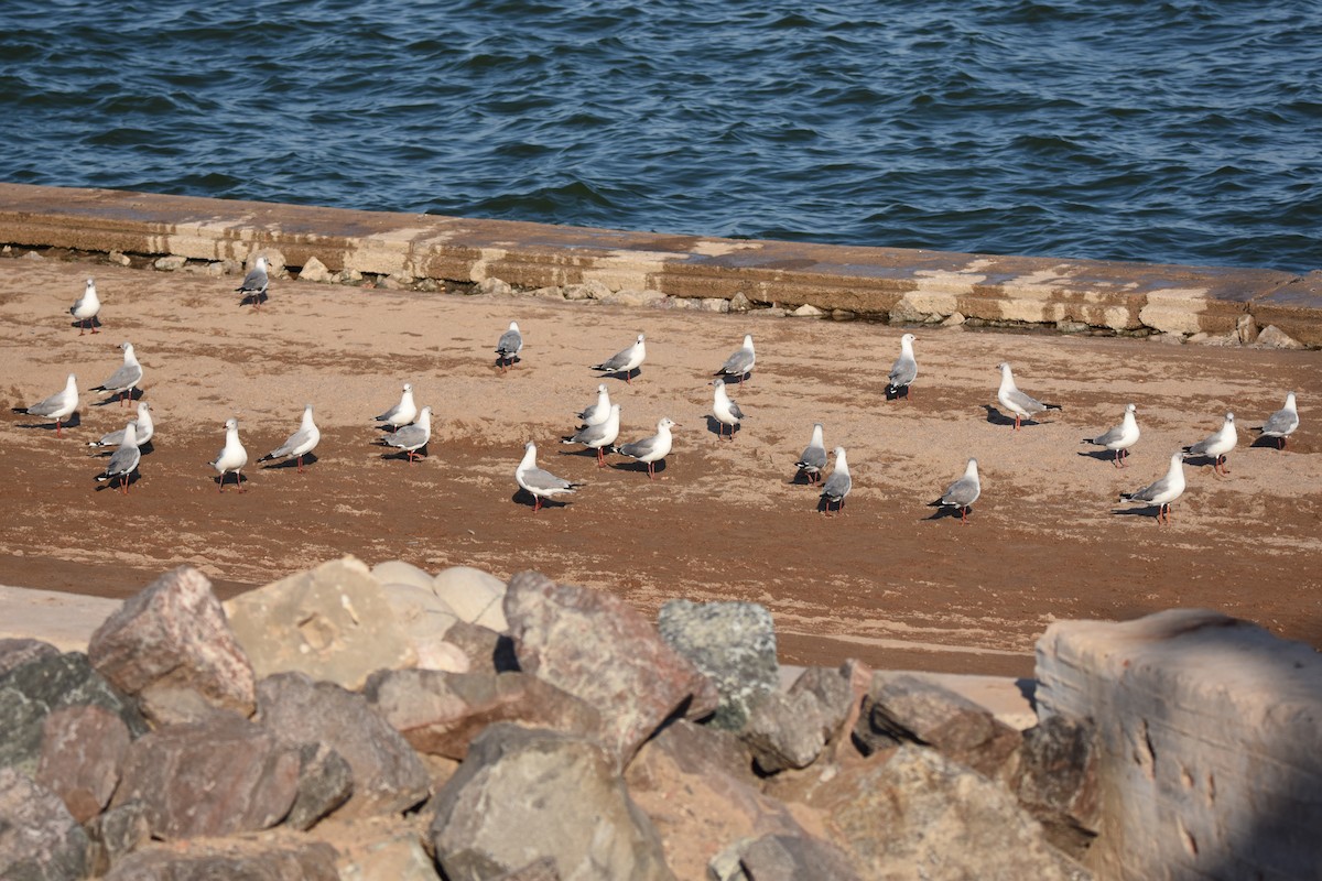 racek šedohlavý - ML647466997