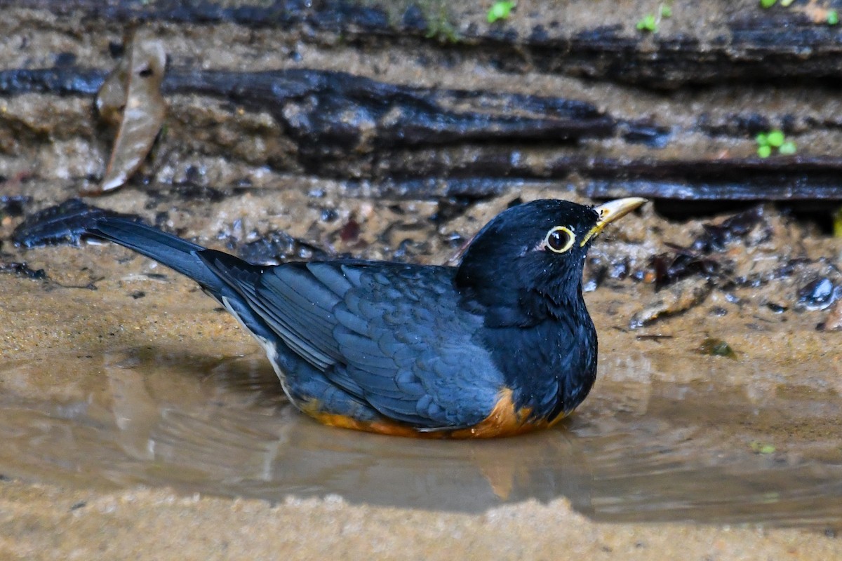 Черногрудый дрозд - ML647467005