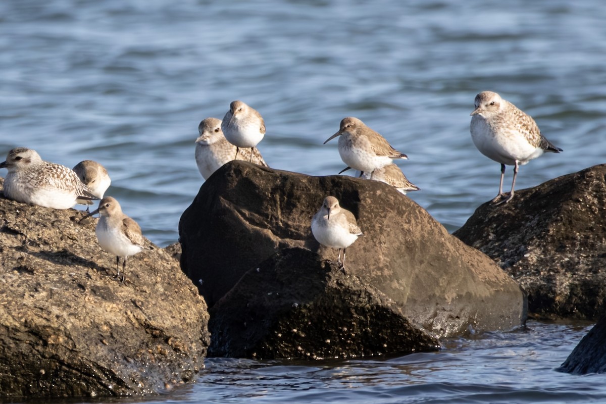Dunlin - ML647467015