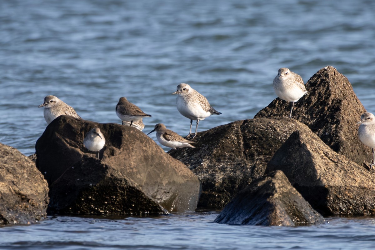 Dunlin - ML647467016